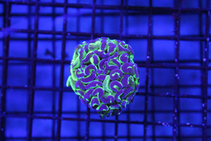 wholesale_coral - saltwater_fish saltwater_coral - rare corals - coralsdepot - Corals_Depot - live_corals - eye - catching - coral quality_marine_fish - quality - marine discoun