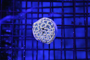 wholesale_coral - saltwater_fish saltwater_coral - rare corals - coralsdepot - Corals_Depot - live_corals - eye - catching - coral quality_marine_fish - quality - marine discoun