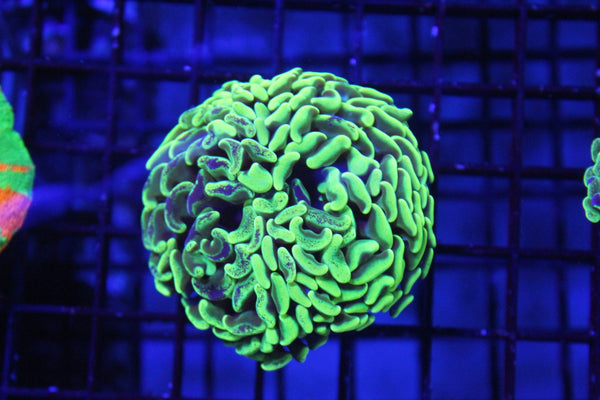 wholesale_coral - saltwater_fish saltwater_coral - rare corals - coralsdepot - Corals_Depot - live_corals - eye - catching - coral quality_marine_fish - quality - marine discoun