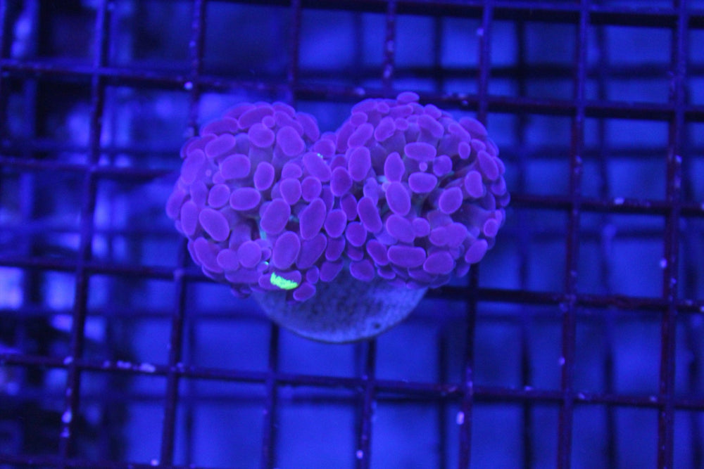wholesale_coral - saltwater_fish saltwater_coral - rare corals - coralsdepot - Corals_Depot - live_corals - eye - catching - coral quality_marine_fish - quality - marine discoun