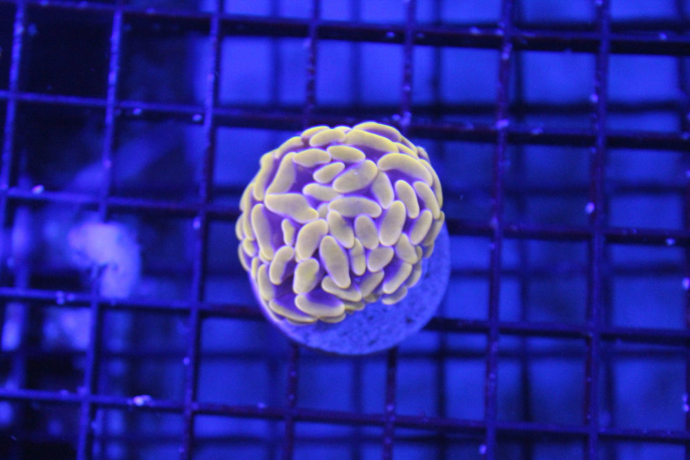 wholesale_coral - saltwater_fish saltwater_coral - rare corals - coralsdepot - Corals_Depot - live_corals - eye - catching - coral quality_marine_fish - quality - marine discoun