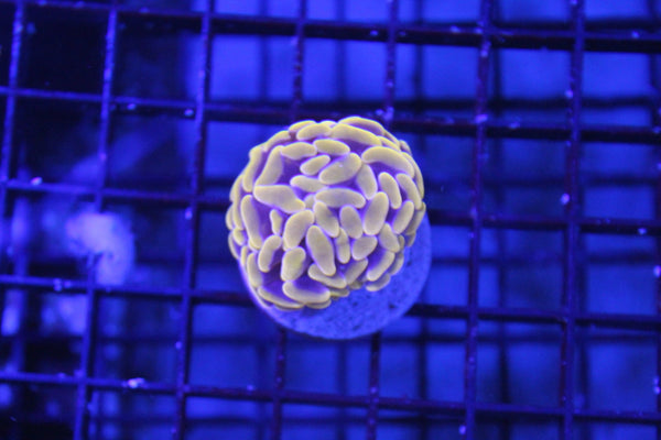 wholesale_coral - saltwater_fish saltwater_coral - rare corals - coralsdepot - Corals_Depot - live_corals - eye - catching - coral quality_marine_fish - quality - marine discoun