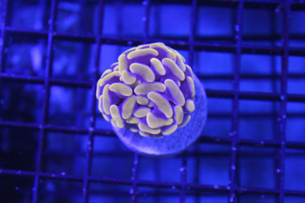 wholesale_coral - saltwater_fish saltwater_coral - rare corals - coralsdepot - Corals_Depot - live_corals - eye - catching - coral quality_marine_fish - quality - marine discoun