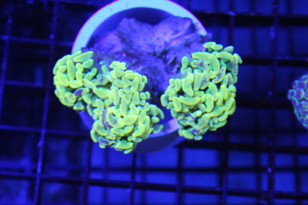 wholesale_coral - saltwater_fish saltwater_coral - rare corals - coralsdepot - Corals_Depot - live_corals - eye - catching - coral quality_marine_fish - quality - marine discoun