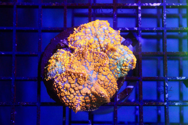 wholesale_coral - saltwater_fish saltwater_coral - rare corals - coralsdepot - Corals_Depot - live_corals - eye - catching - coral quality_marine_fish - quality - marine discoun