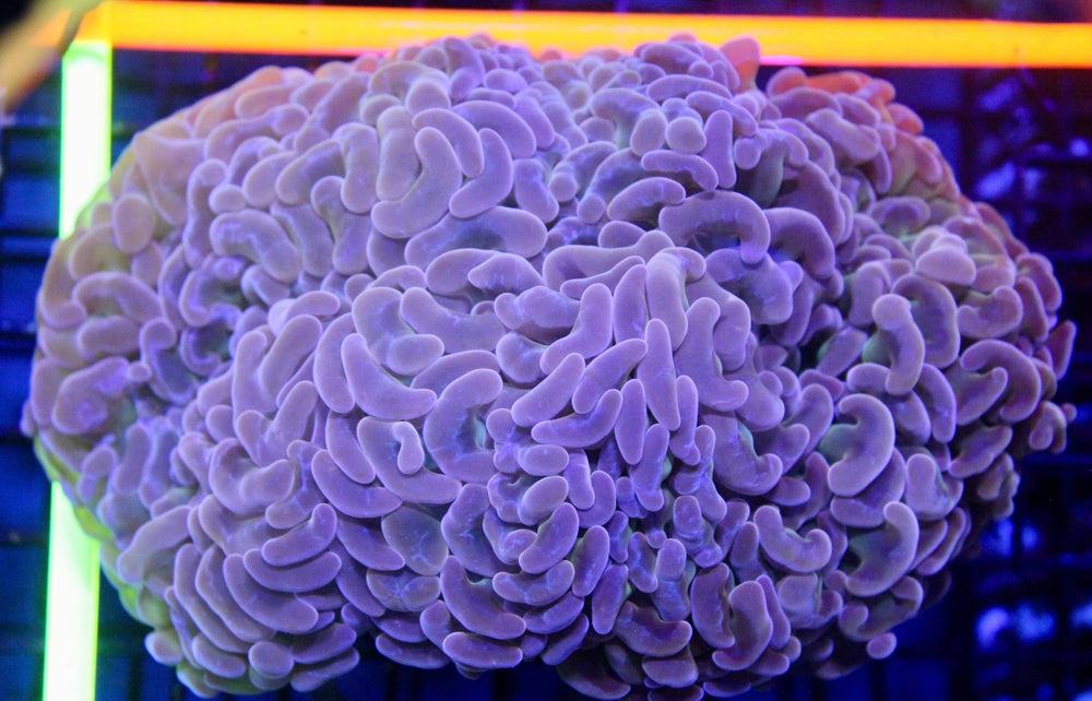 wholesale_coral - saltwater_fish saltwater_coral - rare corals - coralsdepot - Corals_Depot - live_corals - eye - catching - coral quality_marine_fish - quality - marine discoun