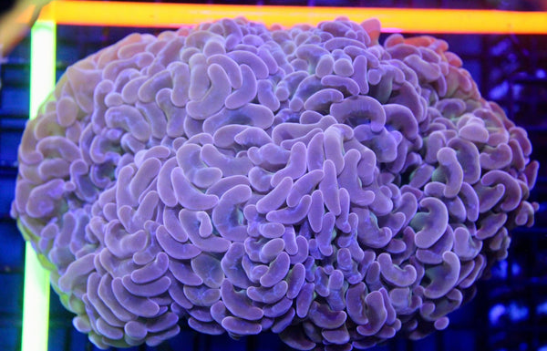wholesale_coral - saltwater_fish saltwater_coral - rare corals - coralsdepot - Corals_Depot - live_corals - eye - catching - coral quality_marine_fish - quality - marine discoun