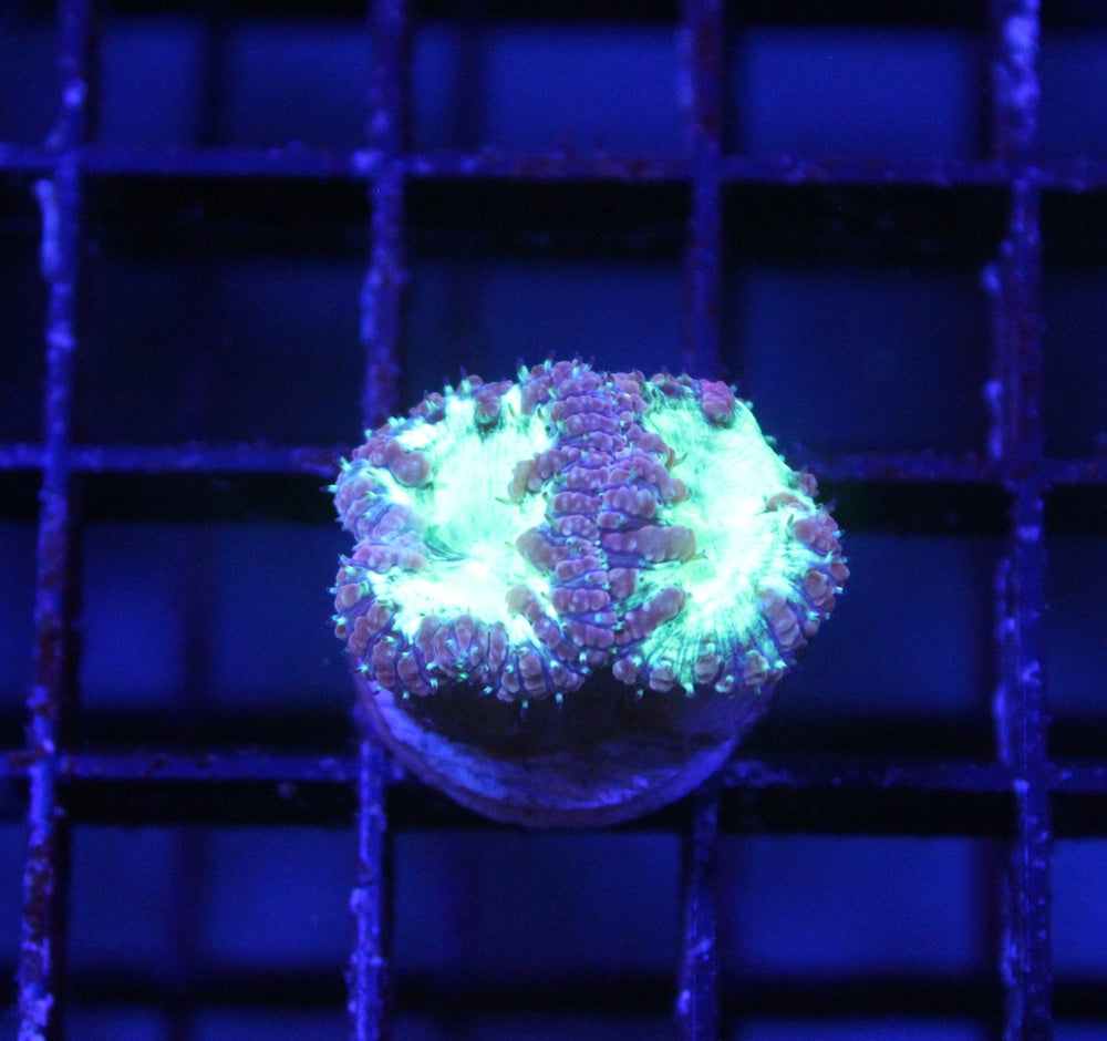 wholesale_coral - saltwater_fish saltwater_coral - rare corals - coralsdepot - Corals_Depot - live_corals - eye - catching - coral quality_marine_fish - quality - marine discoun