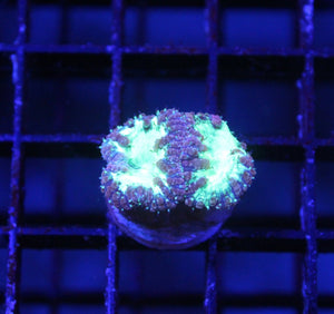 wholesale_coral - saltwater_fish saltwater_coral - rare corals - coralsdepot - Corals_Depot - live_corals - eye - catching - coral quality_marine_fish - quality - marine discoun