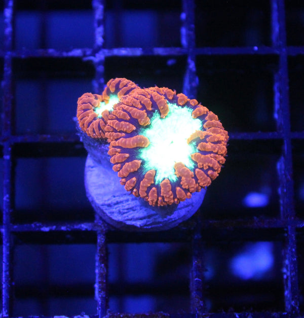 wholesale_coral - saltwater_fish saltwater_coral - rare corals - coralsdepot - Corals_Depot - live_corals - eye - catching - coral quality_marine_fish - quality - marine discoun
