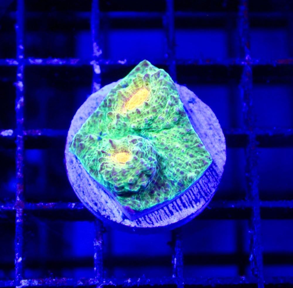 wholesale_coral - saltwater_fish saltwater_coral - rare corals - coralsdepot - Corals_Depot - live_corals - eye - catching - coral quality_marine_fish - quality - marine discoun