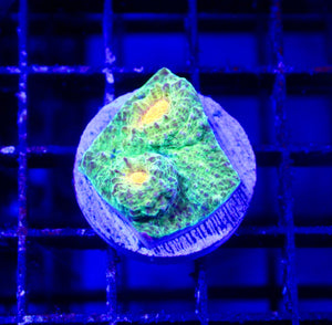 wholesale_coral - saltwater_fish saltwater_coral - rare corals - coralsdepot - Corals_Depot - live_corals - eye - catching - coral quality_marine_fish - quality - marine discoun