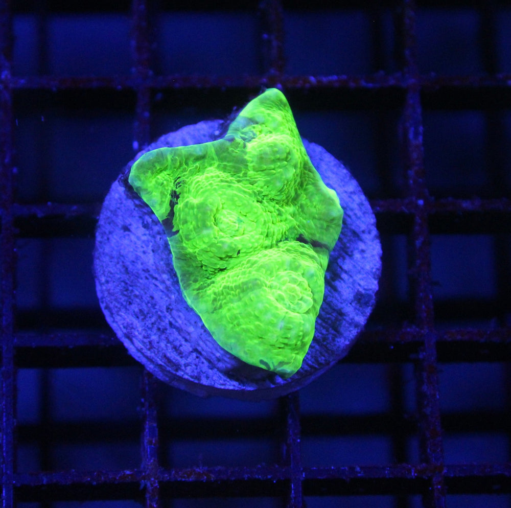 wholesale_coral - saltwater_fish saltwater_coral - rare corals - coralsdepot - Corals_Depot - live_corals - eye - catching - coral quality_marine_fish - quality - marine discoun