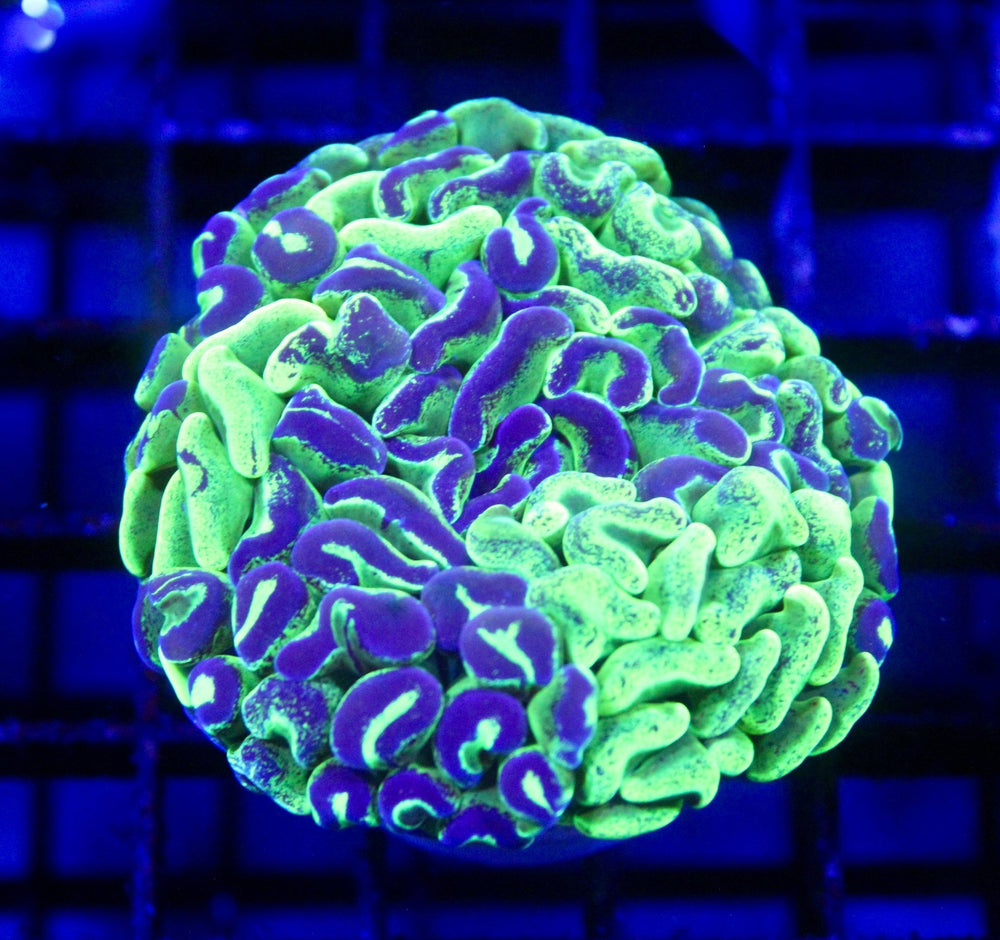 wholesale_coral - saltwater_fish saltwater_coral - rare corals - coralsdepot - Corals_Depot - live_corals - eye - catching - coral quality_marine_fish - quality - marine discoun