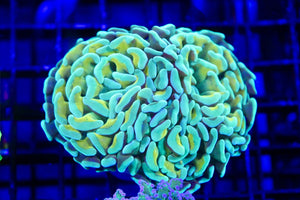 wholesale_coral - saltwater_fish saltwater_coral - rare corals - coralsdepot - Corals_Depot - live_corals - eye - catching - coral quality_marine_fish - quality - marine discoun