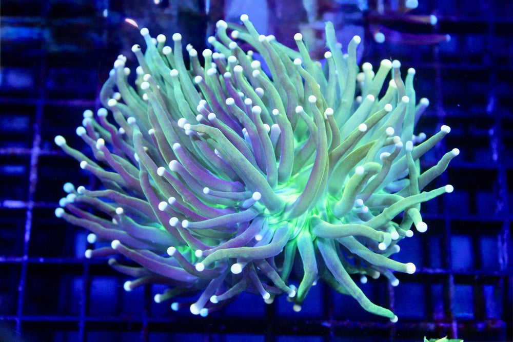 wholesale_coral - saltwater_fish saltwater_coral - rare corals - coralsdepot - Corals_Depot - live_corals - eye - catching - coral quality_marine_fish - quality - marine discoun