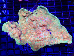 wholesale_coral - saltwater_fish saltwater_coral - rare corals - coralsdepot - Corals_Depot - live_corals - eye - catching - coral quality_marine_fish - quality - marine discoun