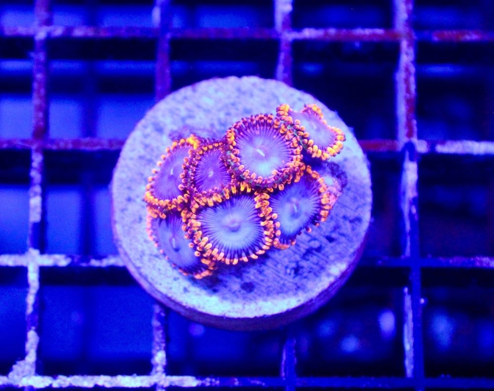 wholesale_coral - saltwater_fish saltwater_coral - rare corals - coralsdepot - Corals_Depot - live_corals - eye - catching - coral quality_marine_fish - quality - marine discoun