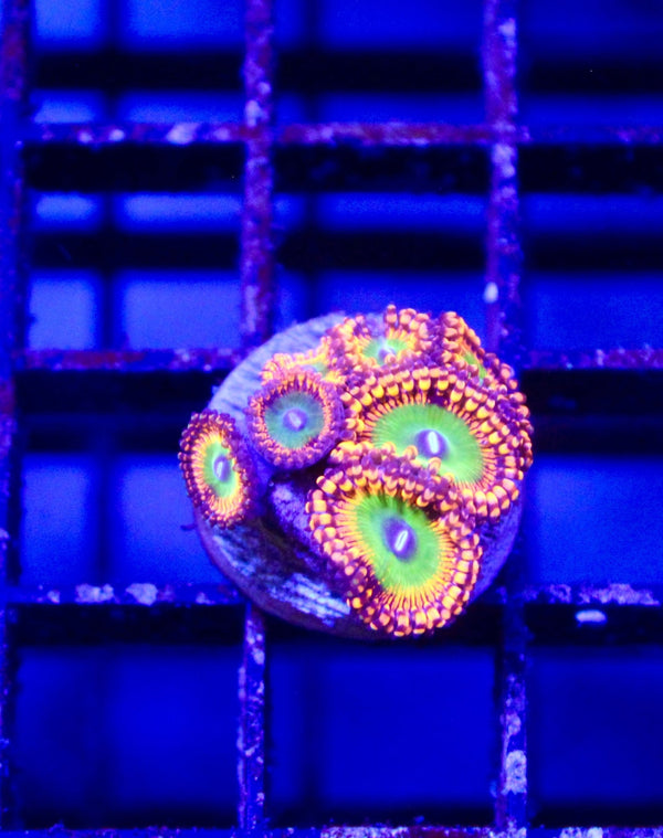 wholesale_coral - saltwater_fish saltwater_coral - rare corals - coralsdepot - Corals_Depot - live_corals - eye - catching - coral quality_marine_fish - quality - marine discoun