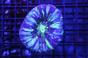 wholesale_coral - saltwater_fish saltwater_coral - rare corals - coralsdepot - Corals_Depot - live_corals - eye - catching - coral quality_marine_fish - quality - marine discoun