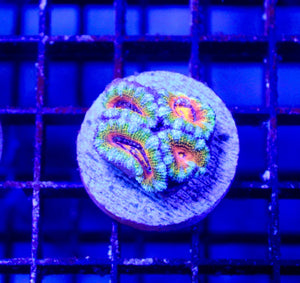 wholesale_coral - saltwater_fish saltwater_coral - rare corals - coralsdepot - Corals_Depot - live_corals - eye - catching - coral quality_marine_fish - quality - marine discoun