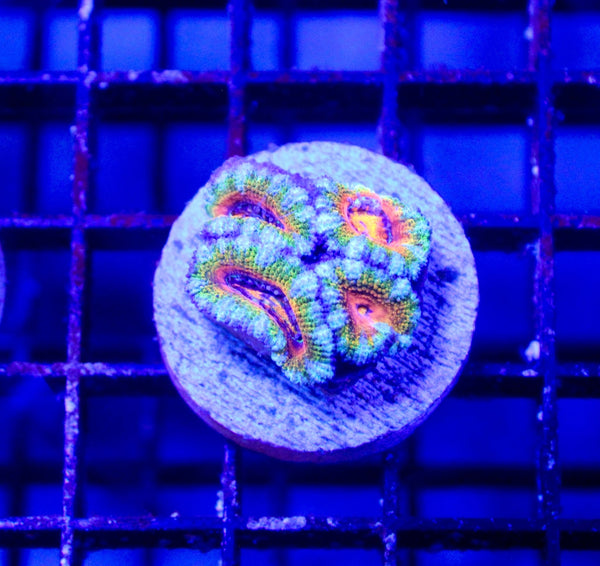 wholesale_coral - saltwater_fish saltwater_coral - rare corals - coralsdepot - Corals_Depot - live_corals - eye - catching - coral quality_marine_fish - quality - marine discoun