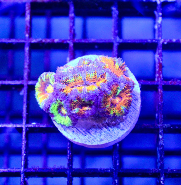 wholesale_coral - saltwater_fish saltwater_coral - rare corals - coralsdepot - Corals_Depot - live_corals - eye - catching - coral quality_marine_fish - quality - marine discoun