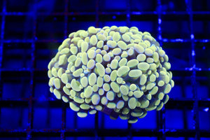 wholesale_coral - saltwater_fish saltwater_coral - rare corals - coralsdepot - Corals_Depot - live_corals - eye - catching - coral quality_marine_fish - quality - marine discoun