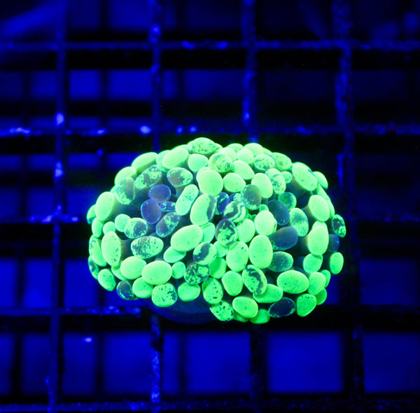 wholesale_coral - saltwater_fish saltwater_coral - rare corals - coralsdepot - Corals_Depot - live_corals - eye - catching - coral quality_marine_fish - quality - marine discoun