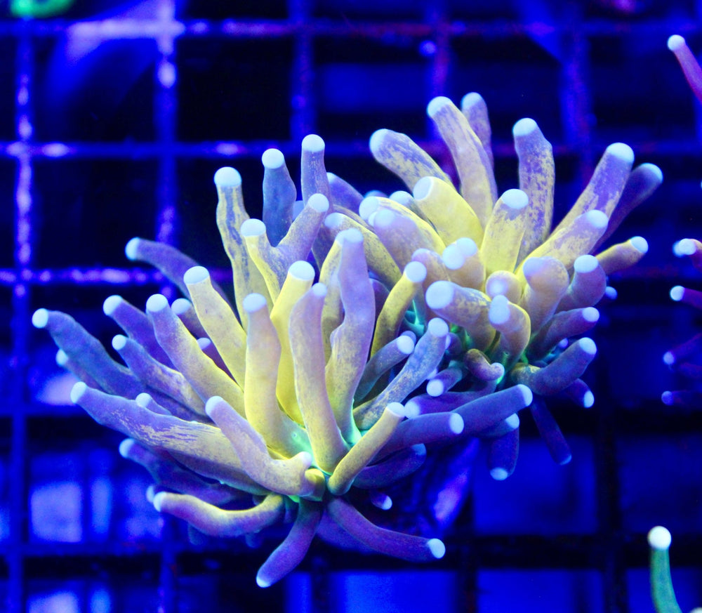 wholesale_coral - saltwater_fish saltwater_coral - rare corals - coralsdepot - Corals_Depot - live_corals - eye - catching - coral quality_marine_fish - quality - marine discoun