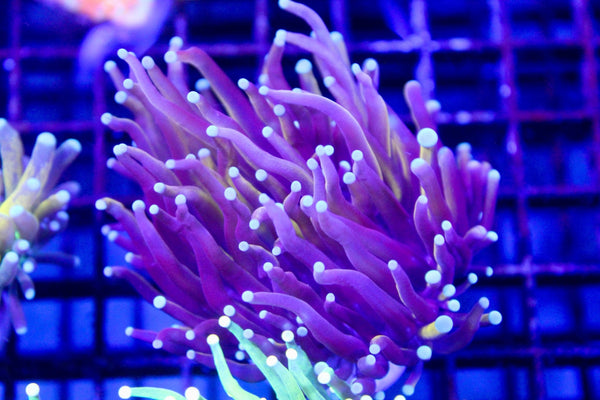wholesale_coral - saltwater_fish saltwater_coral - rare corals - coralsdepot - Corals_Depot - live_corals - eye - catching - coral quality_marine_fish - quality - marine discoun
