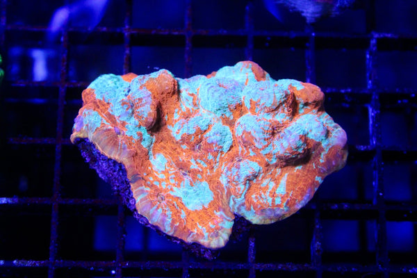 wholesale_coral - saltwater_fish saltwater_coral - rare corals - coralsdepot - Corals_Depot - live_corals - eye - catching - coral quality_marine_fish - quality - marine discoun