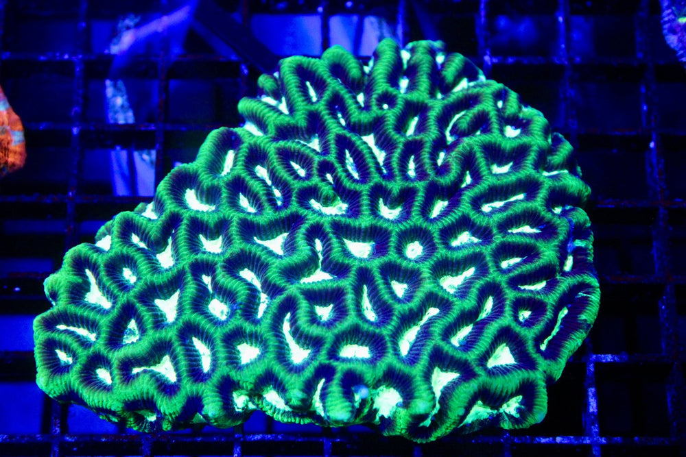 wholesale_coral - saltwater_fish saltwater_coral - rare corals - coralsdepot - Corals_Depot - live_corals - eye - catching - coral quality_marine_fish - quality - marine discoun