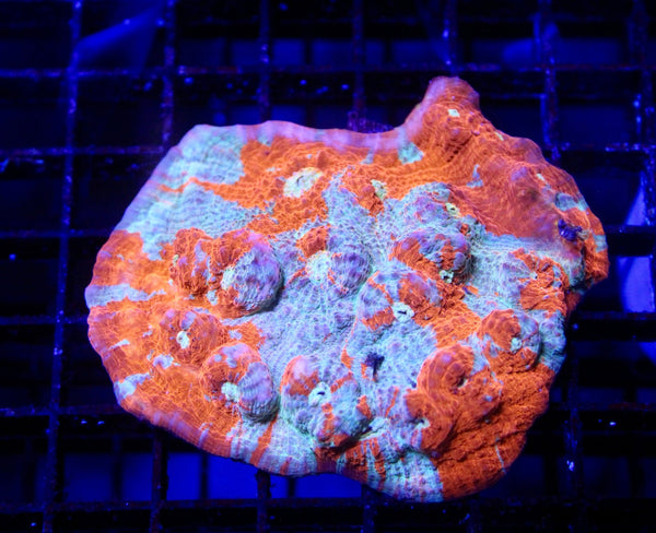 wholesale_coral - saltwater_fish saltwater_coral - rare corals - coralsdepot - Corals_Depot - live_corals - eye - catching - coral quality_marine_fish - quality - marine discoun