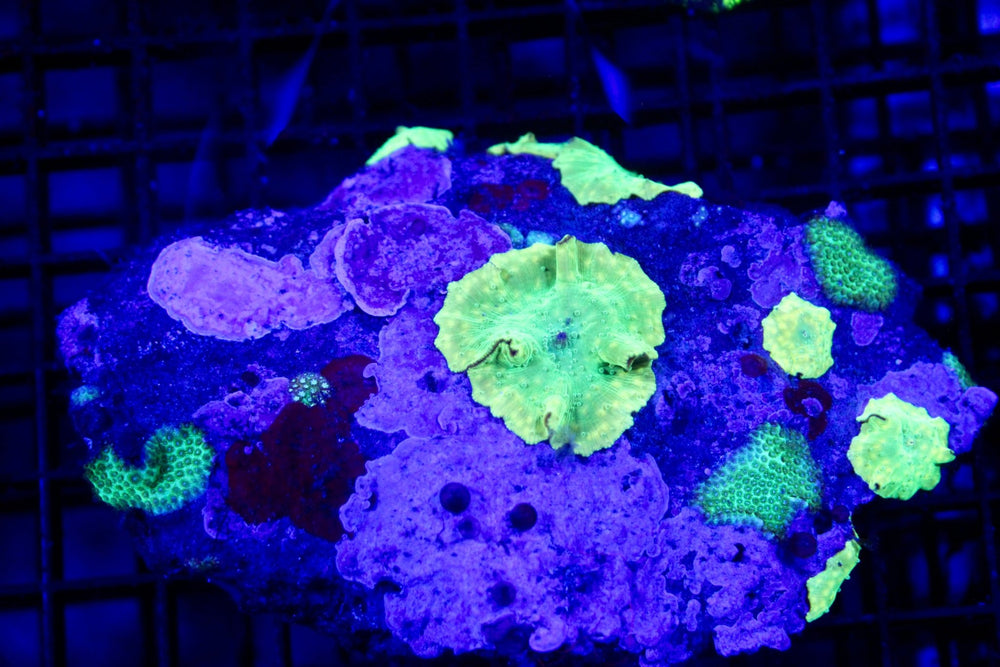 wholesale_coral - saltwater_fish saltwater_coral - rare corals - coralsdepot - Corals_Depot - live_corals - eye - catching - coral quality_marine_fish - quality - marine discoun