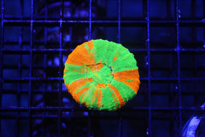 wholesale_coral - saltwater_fish saltwater_coral - rare corals - coralsdepot - Corals_Depot - live_corals - eye - catching - coral quality_marine_fish - quality - marine discoun