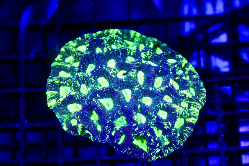 wholesale_coral - saltwater_fish saltwater_coral - rare corals - coralsdepot - Corals_Depot - live_corals - eye - catching - coral quality_marine_fish - quality - marine discoun