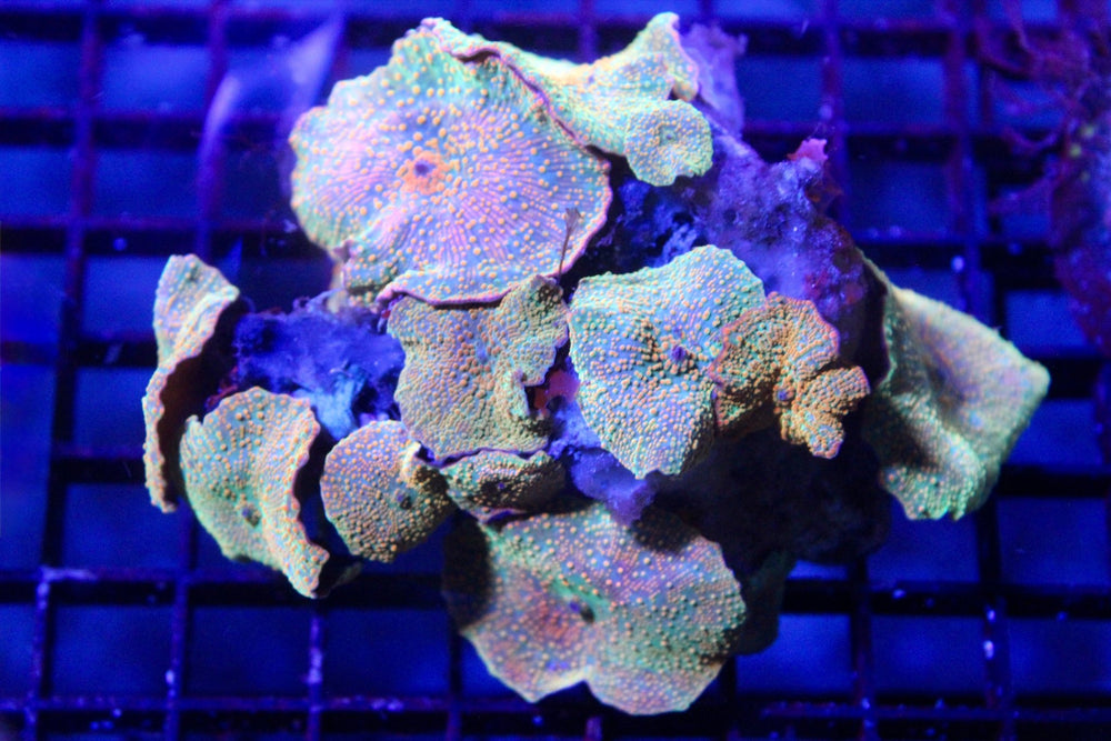 wholesale_coral - saltwater_fish saltwater_coral - rare corals - coralsdepot - Corals_Depot - live_corals - eye - catching - coral quality_marine_fish - quality - marine discoun