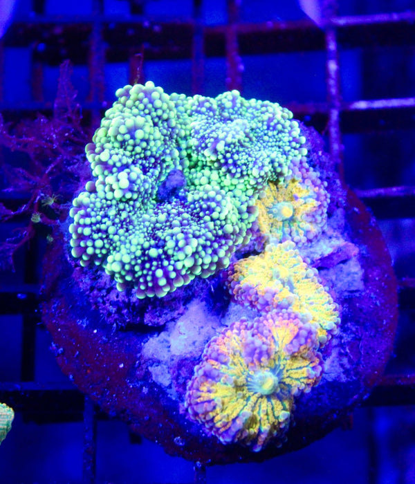 wholesale_coral - saltwater_fish saltwater_coral - rare corals - coralsdepot - Corals_Depot - live_corals - eye - catching - coral quality_marine_fish - quality - marine discoun