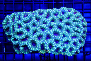 wholesale_coral - saltwater_fish saltwater_coral - rare corals - coralsdepot - Corals_Depot - live_corals - eye - catching - coral quality_marine_fish - quality - marine discoun