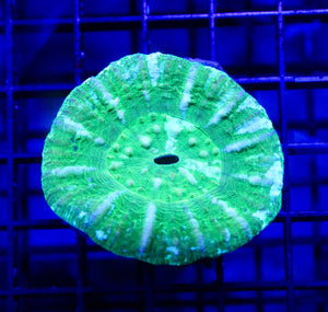 wholesale_coral - saltwater_fish saltwater_coral - rare corals - coralsdepot - Corals_Depot - live_corals - eye - catching - coral quality_marine_fish - quality - marine discoun