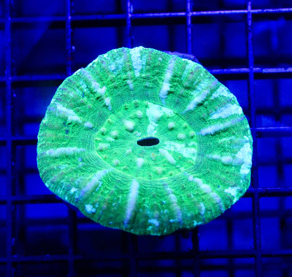 wholesale_coral - saltwater_fish saltwater_coral - rare corals - coralsdepot - Corals_Depot - live_corals - eye - catching - coral quality_marine_fish - quality - marine discoun