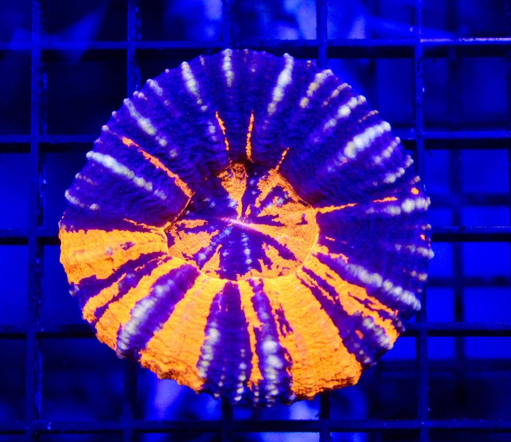 wholesale_coral - saltwater_fish saltwater_coral - rare corals - coralsdepot - Corals_Depot - live_corals - eye - catching - coral quality_marine_fish - quality - marine discoun