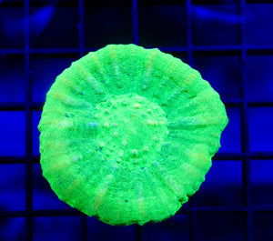 wholesale_coral - saltwater_fish saltwater_coral - rare corals - coralsdepot - Corals_Depot - live_corals - eye - catching - coral quality_marine_fish - quality - marine discoun