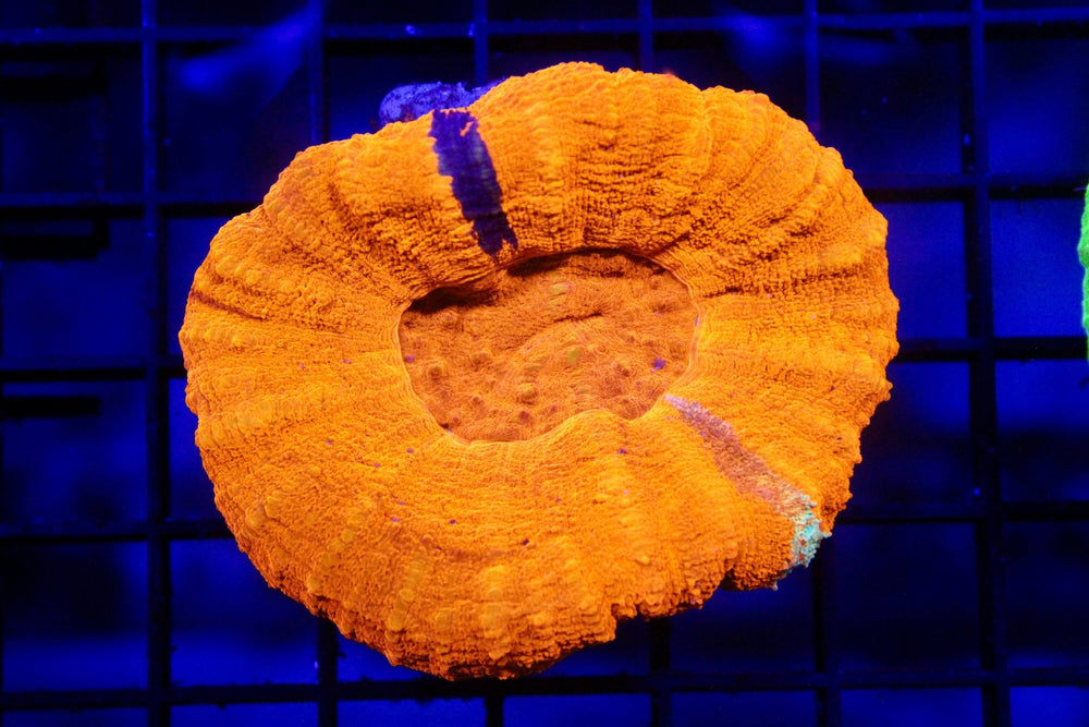 wholesale_coral - saltwater_fish saltwater_coral - rare corals - coralsdepot - Corals_Depot - live_corals - eye - catching - coral quality_marine_fish - quality - marine discoun