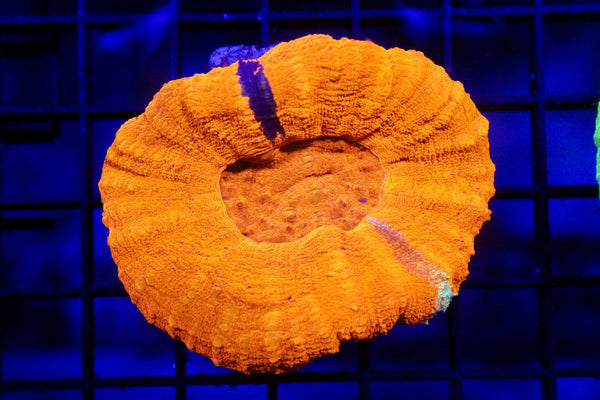 wholesale_coral - saltwater_fish saltwater_coral - rare corals - coralsdepot - Corals_Depot - live_corals - eye - catching - coral quality_marine_fish - quality - marine discoun