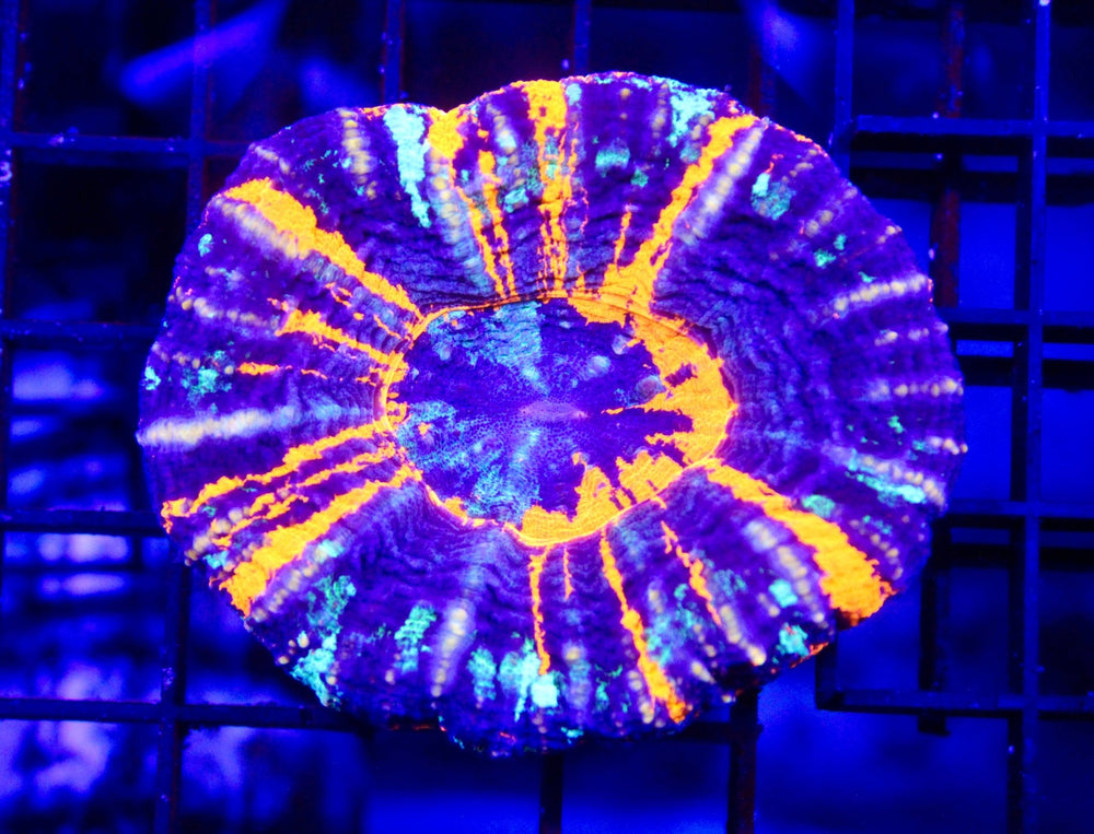 wholesale_coral - saltwater_fish saltwater_coral - rare corals - coralsdepot - Corals_Depot - live_corals - eye - catching - coral quality_marine_fish - quality - marine discoun