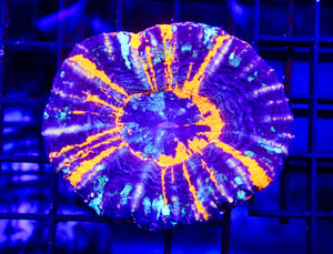 wholesale_coral - saltwater_fish saltwater_coral - rare corals - coralsdepot - Corals_Depot - live_corals - eye - catching - coral quality_marine_fish - quality - marine discoun