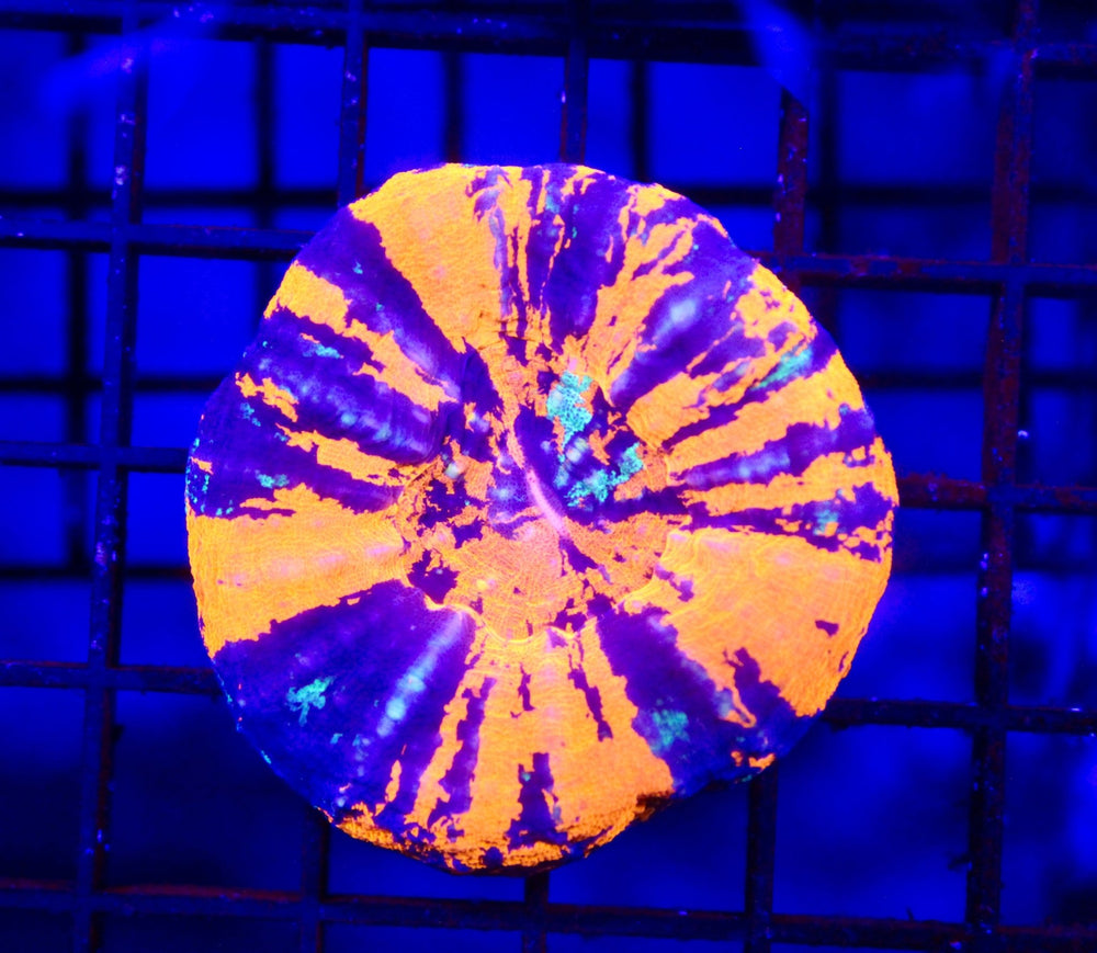 wholesale_coral - saltwater_fish saltwater_coral - rare corals - coralsdepot - Corals_Depot - live_corals - eye - catching - coral quality_marine_fish - quality - marine discoun