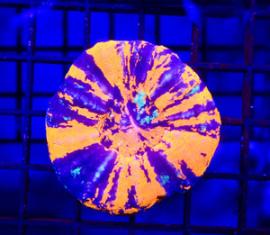 wholesale_coral - saltwater_fish saltwater_coral - rare corals - coralsdepot - Corals_Depot - live_corals - eye - catching - coral quality_marine_fish - quality - marine discoun